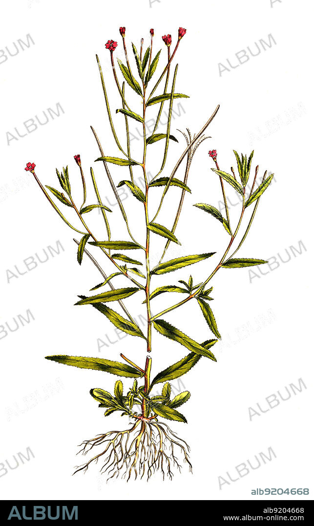 Vierkantiges Weidenröschen, Epilobium tetragonum / pilobium tetragonum, commonly known as the square stalked willow herb, historical, digital improved reproduction of an original from the 19th century / digital restaurierte Reproduktion einer Originalvorlage aus dem 19. Jahrhundert, genaues Originaldatum nicht bekannt.