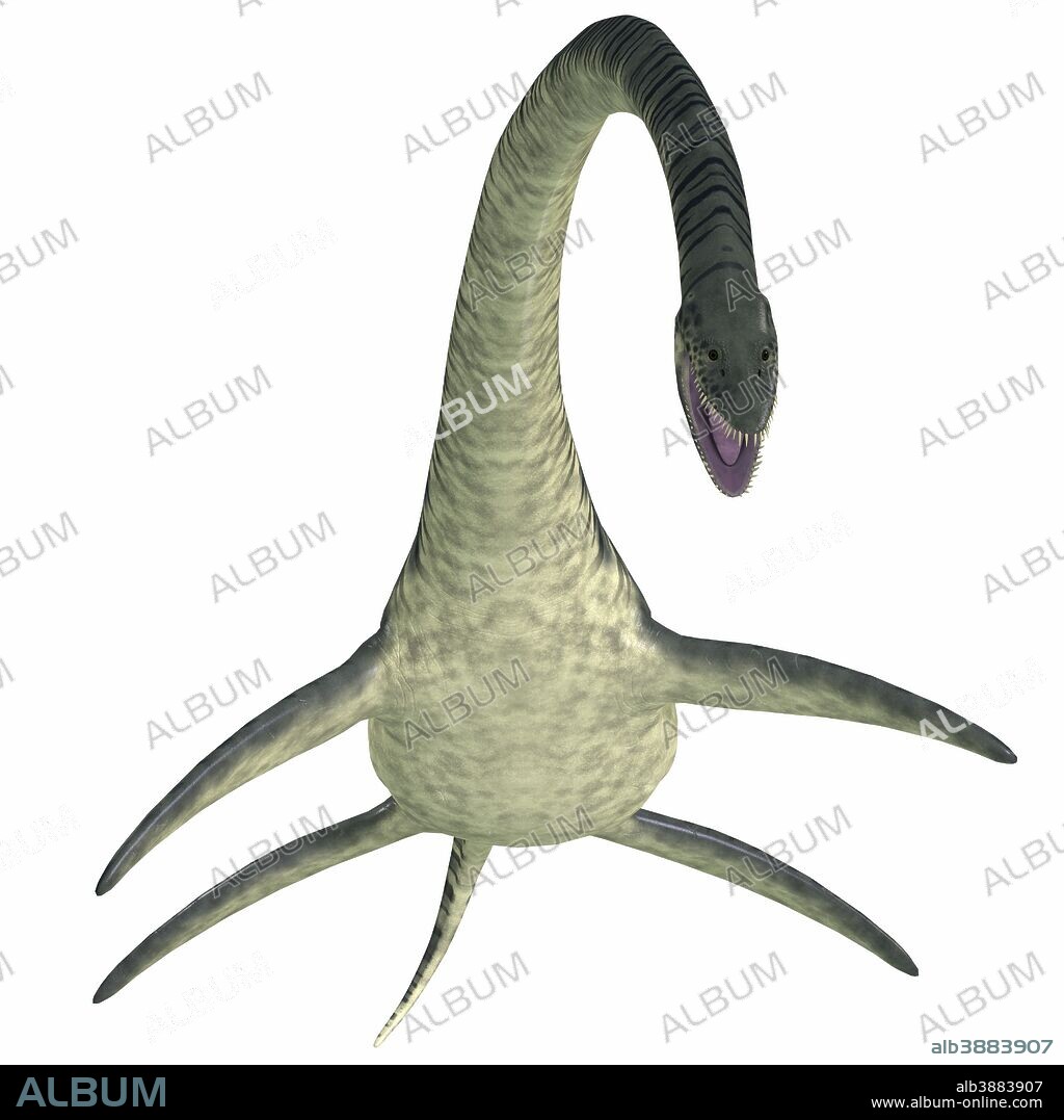 Elasmosaurus on white background. Elasmosaurus was a marine plesiosaur reptile that lived in North America seas during the Cretaceous Period.