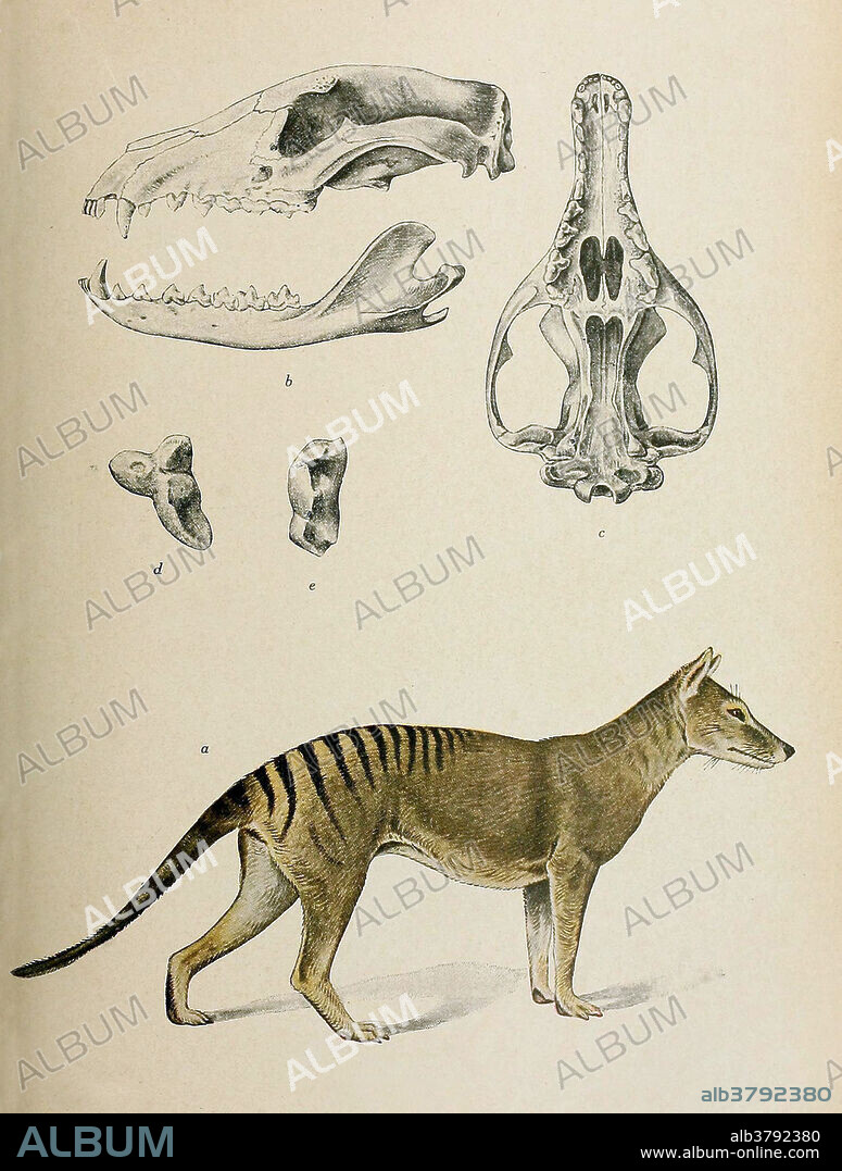 The thylacine (Thylacinus cynocephalus) was the largest known carnivorous marsupial of modern times. It is commonly known as the Tasmanian tiger (because of its striped lower back) or the Tasmanian wolf. The thylacine had become extremely rare or extinct on the Australian mainland before British settlement of the continent, but it survived on the island of Tasmania along with several other endemic species, including the Tasmanian devil. Intensive hunting encouraged by bounties is generally blamed for its extinction, but other contributing factors may have been disease, the introduction of dogs, and human encroachment into its habitat. Despite its official classification as extinct, sightings are still reported, though none has been conclusively proven. Surviving evidence suggests that it was a relatively shy, nocturnal creature with the general appearance of a medium-to-large-size dog. Taken from Genera mammalium, por Angel Cabrera. Monotremata,.