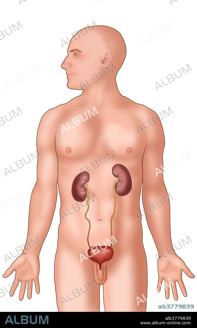 Illustration of a man's body showing the kidneys, bladder and ureters in the urinary system.