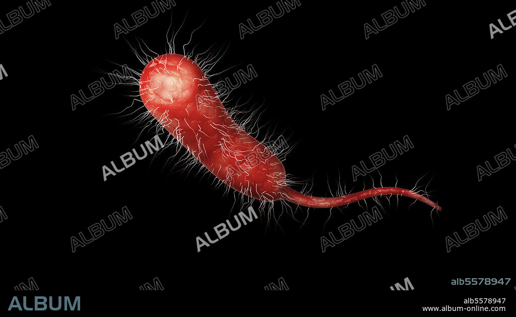 Biomedical illustration of a single Vibrio vulnificus bacteria on black background.