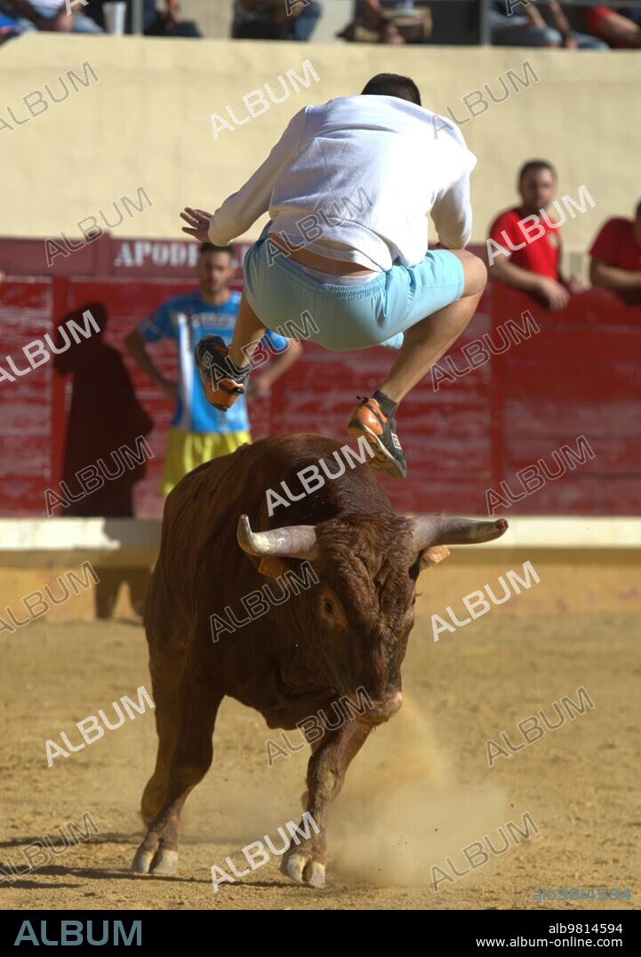 August 28, 2015. Alcalá de Henares (Madrid). Alcalá Festivals. Running of the Bulls and Heifers. Photo: of San Bernardo Archdc.