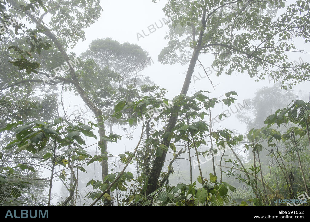bosque humedo, El Quiche, Sierra de los Cuchumatanes,Guatemala, Central America.