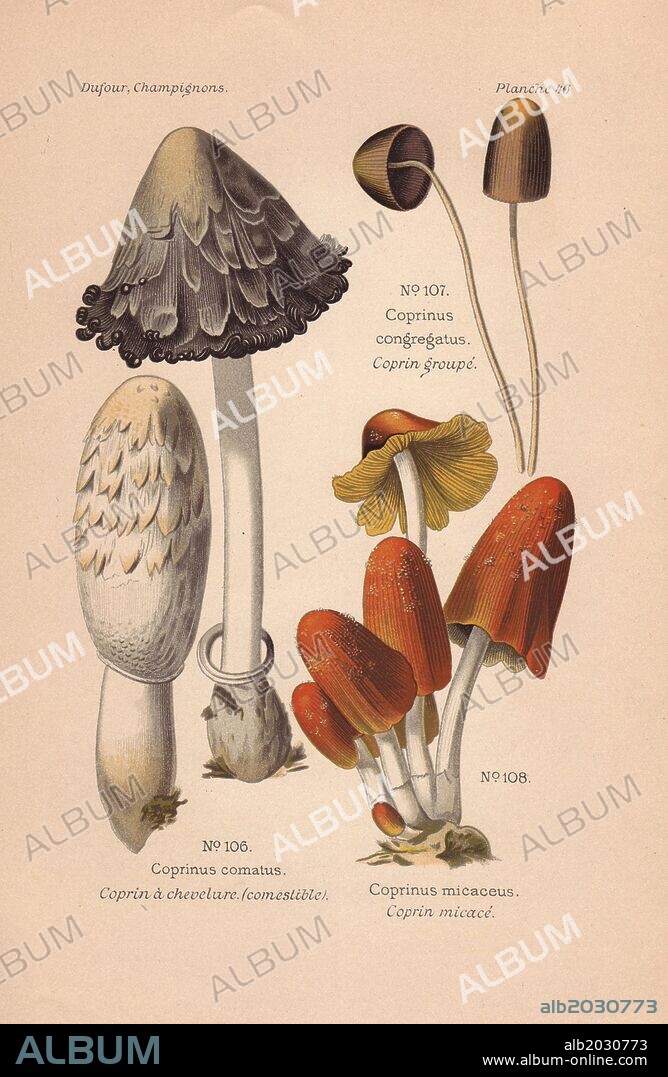 Edible shaggy mane mushrooms: shaggy inkcap Coprinus comatus, C. congregatus and mica cap Coprinellus micaceus.. . Chromolithograph from Leon Dufour's "Atlas des Champignons Comestibles et Veneneux" (1891).