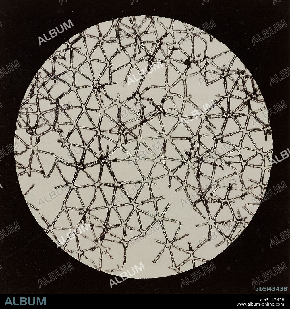 Julius Stinde, Binsenmark, albumin paper, black and white positive process, image size: height: 8.30 cm; width: 8.20 cm, title: recto and center on the cardboard: type print: BINSENMARK., Biologie, The photograph was taken for Stinde between 1868 and 1870 in several partial deliveries of the book Blicke durch das Mikroskop (Views through the Microscope), produced by the publishing house J. F. Richter, which was primarily aimed at a lay audience with its scientific illustrations.