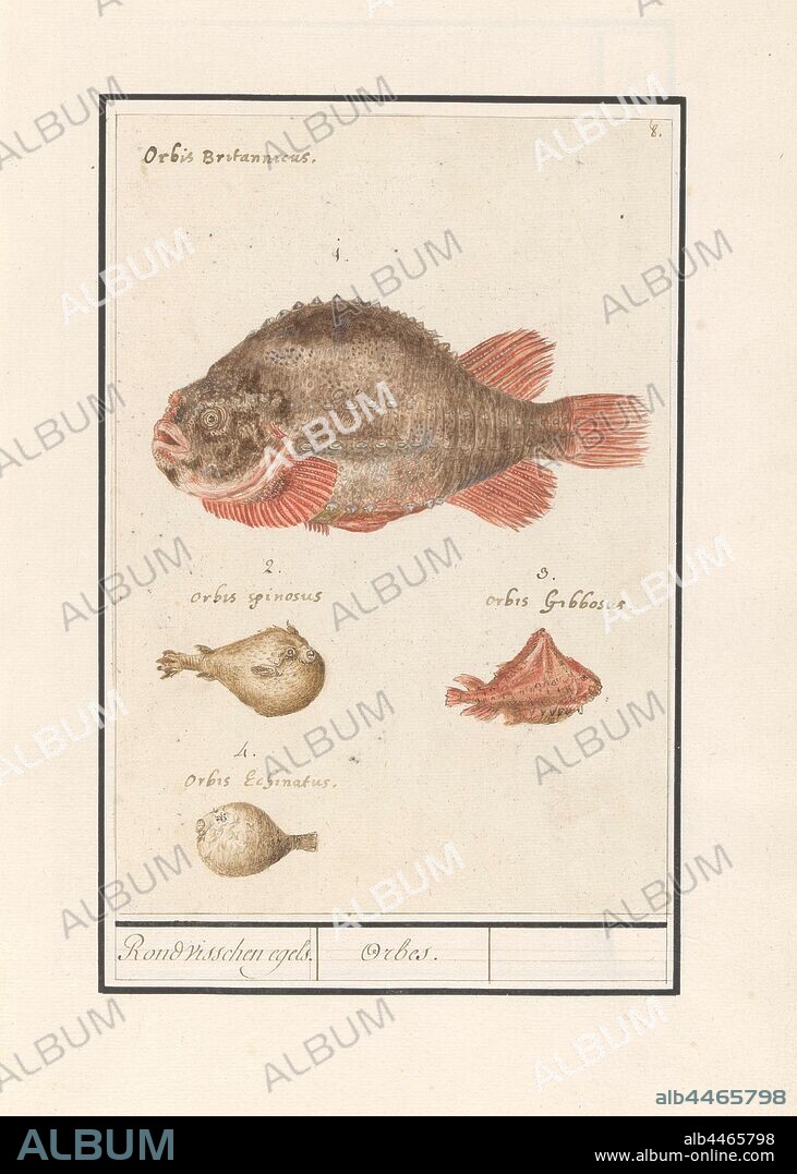 Puffer fish (Tetraodontidae), Around fishing hedgehogs. / Orbes (title on object), Puffer fish 1-4. Numbered top right: 8. With the Latin names. Part of the sixth album with drawings of fish, shells and insects. Sixth of twelve albums with drawings of animals, birds and plants known around 1600, commissioned by Emperor Rudolf II. With explanations in Dutch, Latin and French, bony fishes (with NAME), Anselmus Boetius de Boodt, 1596 - 1610, paper, pencil, chalk, watercolor (paint), deck paint, ink, pen, h 237 mm × w 165 mm.