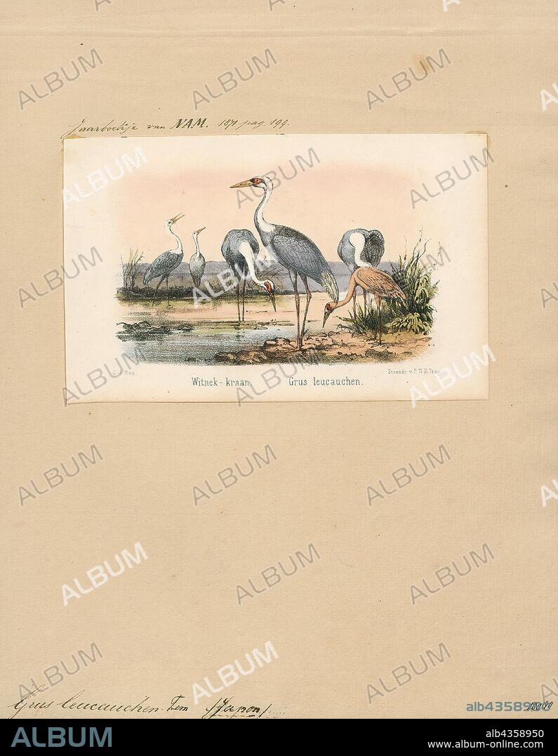 Grus vipio, Print, The white-naped crane (Antigone vipio) is a bird of the crane family. It is a large bird, 112–125 cm (44–49 in) long, approximately 130 cm (4.3 ft) tall and weighing about 5.6 kg (12 lb) with pinkish legs, grey and white striped neck, and a red face patch., 1871.