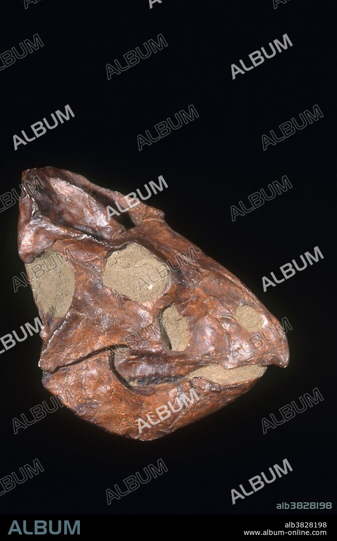 Skull of Leptoceratops gracilis from the Cretaceous Period, Alberta, Canada.