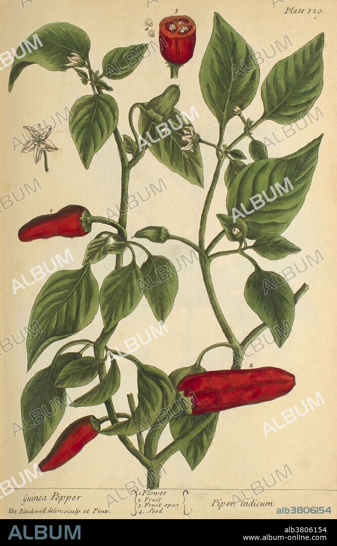 "A Curious Herbal", Plate 129. Hot peppers originated in the Americas, and were introduced to Europe in 1493 by a physician on Christopher Columbus's voyage. Blackwell lists among their uses: expelling a dead foetus, a gargle for toothache, and "as a sauce for any thing that is flatulent and windy." Guinea pepper (Aframomum melegueta) is a species in the ginger family, Zingiberaceae. This spice, commonly known as grains of paradise, melegueta pepper, alligator pepper, Guinea grains, or fom wisa, is obtained from the ground seeds; it gives a pungent, peppery flavor with hints of citrus. The medicinal uses include aphrodisiac, measles, and leprosy, taken for excessive lactation and postpartem hemorrhage, purgative, galactogogue and anthelmintic, and hemostatic agent. It is used against intestinal infections, infestations, to calm indigestion and heartburn. The seeds of Aframomum melegueta possess potent anti-inflammatory activity with a favorable gastric tolerability profile. Elizabeth Blackwell (1707-1758) was a famed Scottish illustrator and author who was best known as both the artist and engraver for the plates of "A Curious Herbal" (1737).