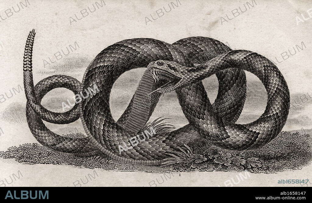 Banded rattlesnake Crotalus Horridus From a 17th century print.