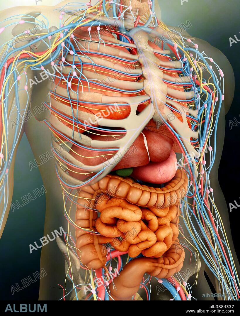 Perspective view of human body, whole organs and bones.