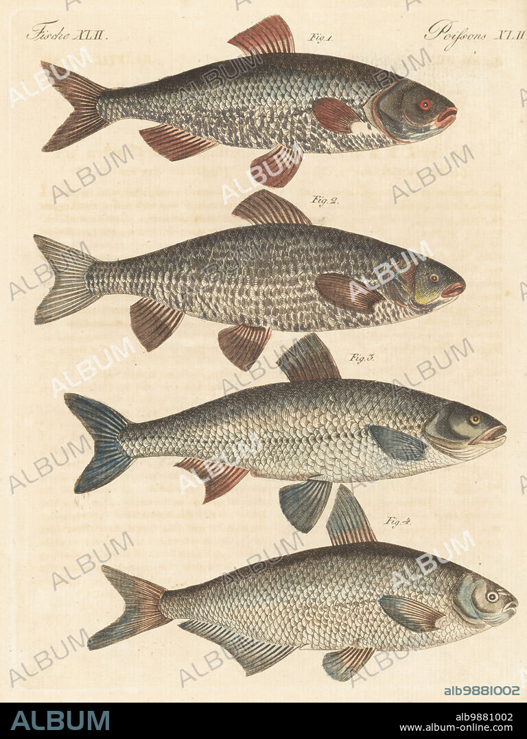 Common roach, Rutilus rutilus 1, ide or orfe, Leuciscus idus 2, asp, Leuciscus aspius 3, and zope or blue bream, Ballerus ballerus 4. German fresh-water fish. Handcoloured copperplate engraving from Carl Bertuch's Bilderbuch fur Kinder (Picture Book for Children), Weimar, 1813. A 12-volume encyclopedia for children illustrated with almost 1,200 engraved plates on natural history, science, costume, mythology, etc., published from 1790-1830.