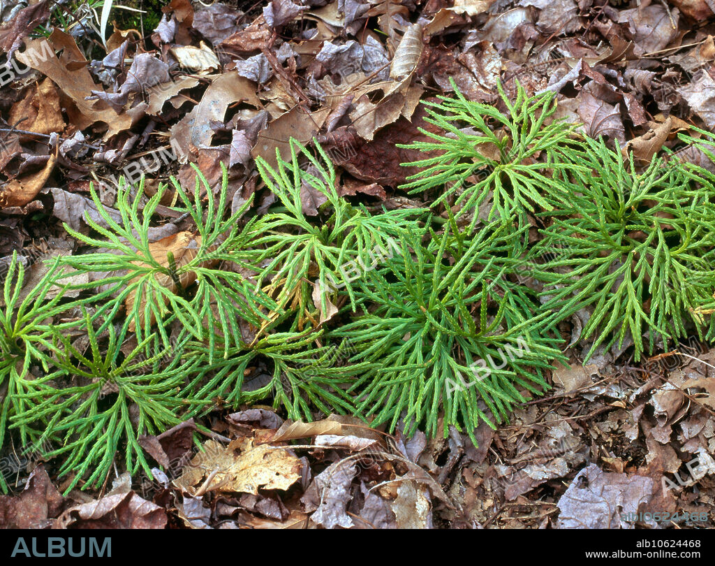 Running Ground Pine