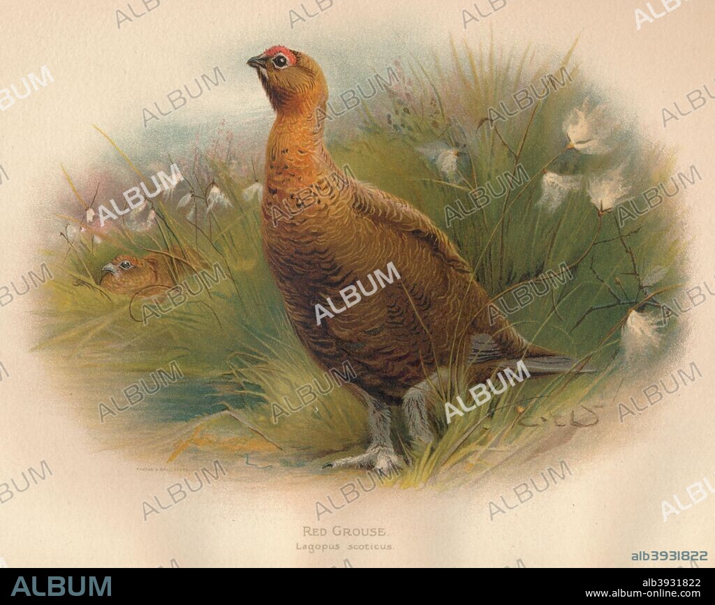 'Red Grouse (Lagopus scoticus)', 1900, (1900). From The Game Birds and Wild Fowl of The British Islands, by Charles Dixon, illustrated by Charles Whymper. [Pawson & Brailsford, Sheffield, 1900].