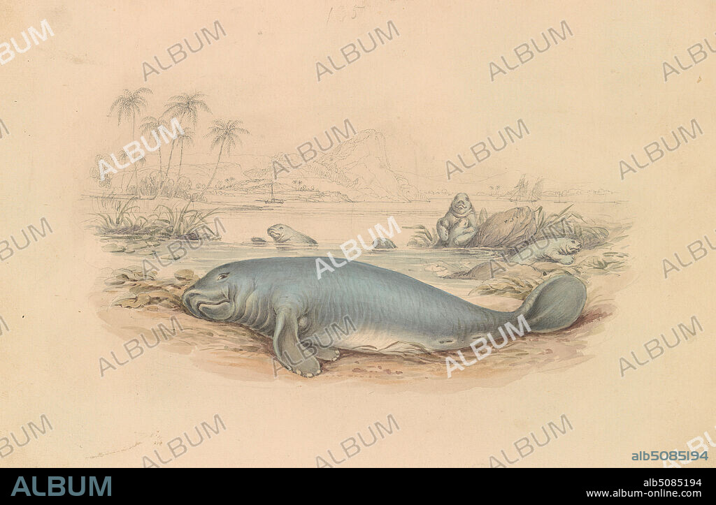 The West Indian Manatee, James Stewart, 17911863, British, ca. 1837, Watercolor, graphite, pen and gray ink on thick, smooth, cream, wove paper, Sheet: 5 1/8 × 7 13/16 inches (13 × 19.8 cm).