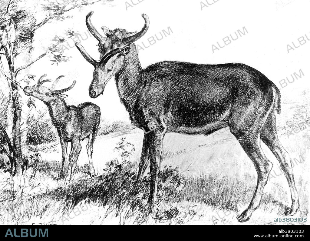 Syndyoceras is a small extinct genus of Artiodactyla endemic to central North America from the Miocene epoch existing for approximately 4 million years. Although it looked like a modern deer, Syndyoceras was only a remote relative. This megafauna mammal was an even-toed ungulate, but it belonged to an obscure sub-family of this breed, the protoceratids, the only living descendants of which are camels. Syndyoceras males had a pair of large, sharp, cattle-like horns behind the eyes, and a smaller pair, in the shape of a V, on top of the snout. The horns also existed on females, but in much smaller proportions. They had large, tusk-like canine teeth, which it probably used while rooting for vegetation. Illustration originally captioned: A four horned Miocene deer, after Scott by Robert Bruce Horsfall. American Museum of Natural History. No date.