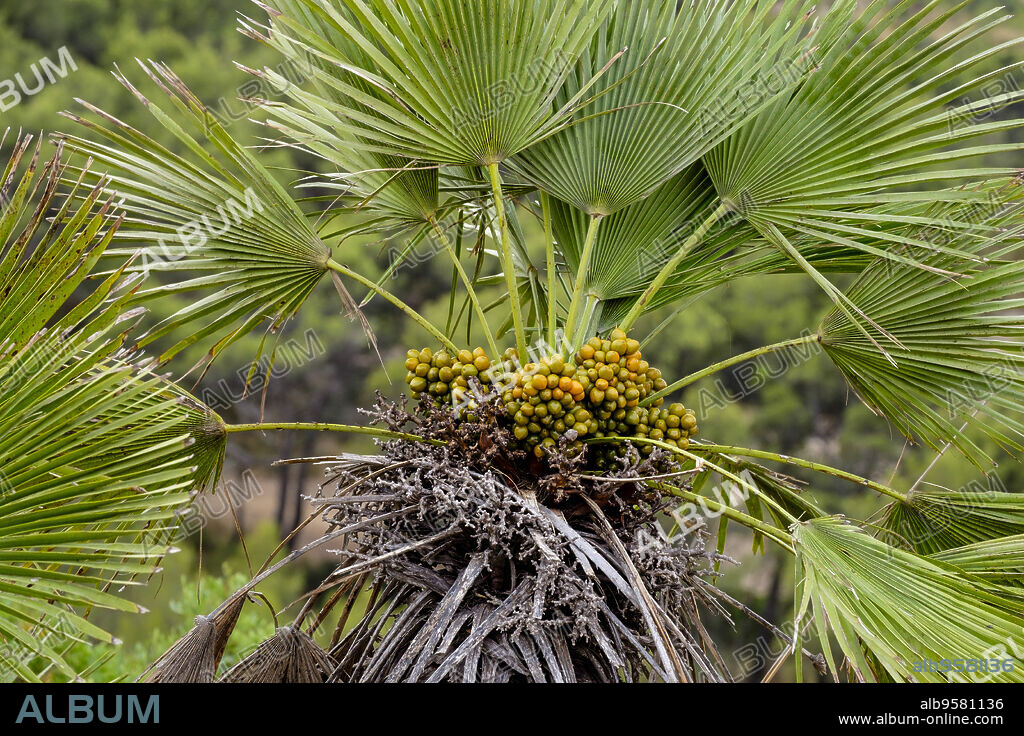 Palmetto (garballo), Chamaerops humilis, Serra de Levante Natural Park, Arta, Mallorca, Balearic Islands, Spain, Europe.