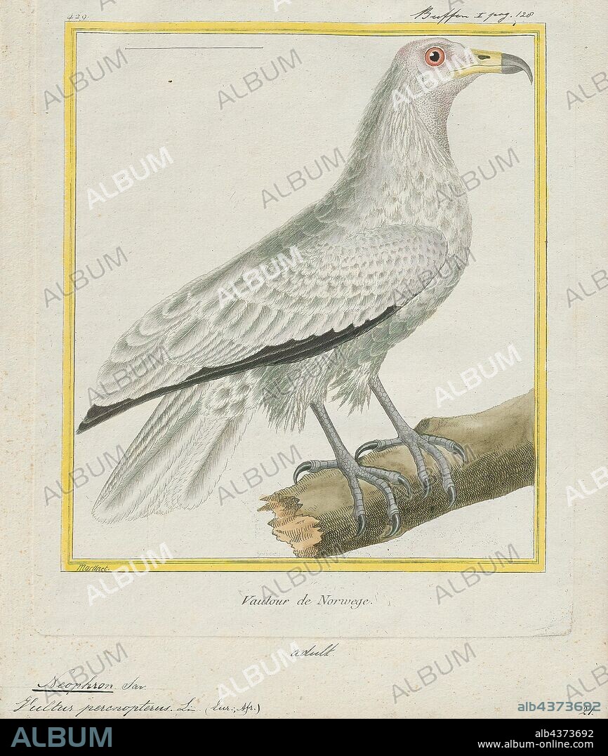Neophron percnopterus, Print, The Egyptian vulture (Neophron percnopterus), also called the white scavenger vulture or pharaoh's chicken, is a small Old World vulture and the only member of the genus Neophron. It is widely distributed; the Egyptian vulture is found from the Iberian Peninsula and North Africa to India. The contrasting underwing pattern and wedge-shaped tail make it distinctive in flight as it soars in thermals during the warmer parts of the day. Egyptian vultures feed mainly on carrion but are opportunistic and will prey on small mammals, birds, and reptiles. They also feed on the eggs of other birds, breaking larger ones by tossing a large pebble onto them., 1774.