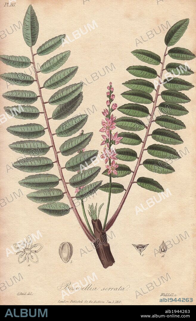 Indian frankincense, Boswellia serrata. Handcoloured botanical illustration drawn by G. Reid and engraved on steel by Weddell from John Stephenson and James Morss Churchill's "Medical Botany: or Illustrations and descriptions of the medicinal plants of the London, Edinburgh, and Dublin pharmacopœias," John Churchill, London, 1831.