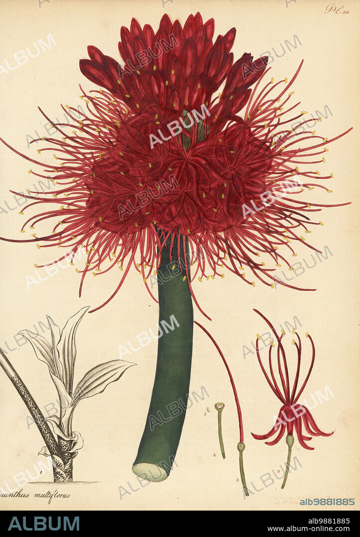 Blood lily, Scadoxus multiflorus. Many-flowered blood-flower, Haemanthus multiflorus. From Africa, in Lee and Kennedy's Hammersmith Nursery. Copperplate engraving drawn, engraved and hand-coloured by Henry Andrews from his Botanical Register, Volume 5, self-published in Knightsbridge, London, 1803.