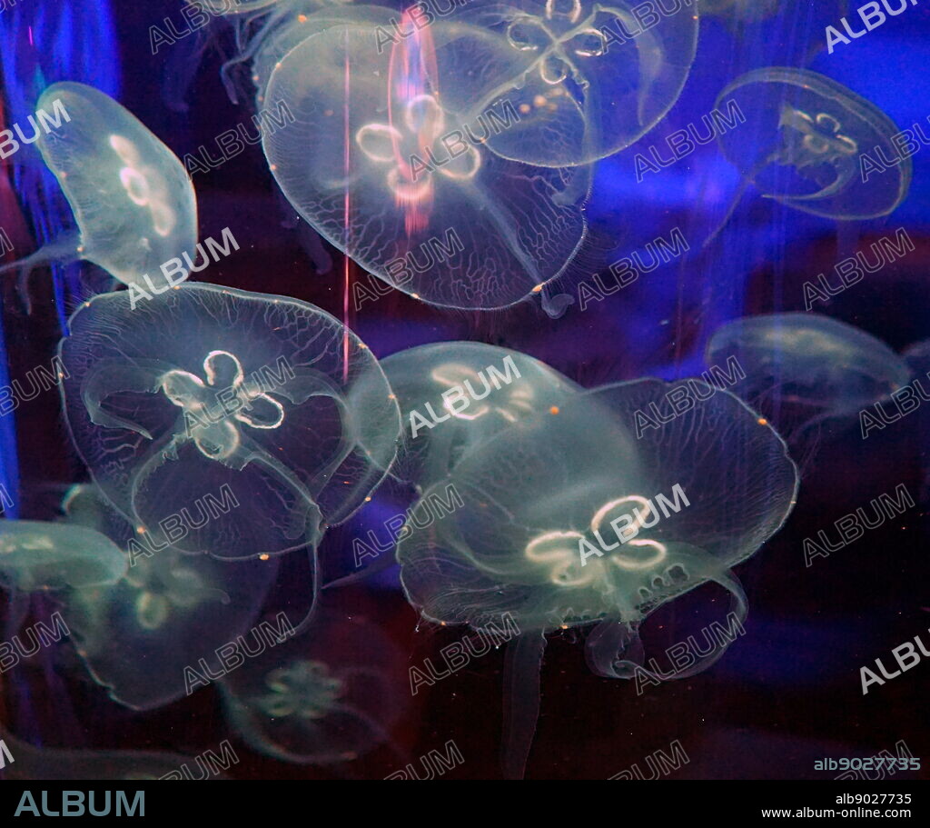 Moon Jelly, Jellyfish. Jellyfish are the major non-polyp form of individuals of the phylum Cnidaria. They are typified as free-swimming marine animals consisting of a gelatinous umbrella-shaped bell and trailing tentacles. The bell can pulsate for locomotion, while stinging tentacles can be used to capture prey.