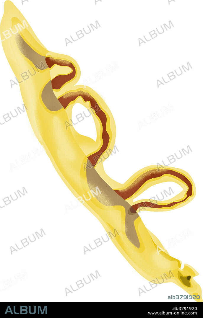 An illustration of pairing worms. These parasitic flatworms of the genus Schistosoma cause schistosomiasis (also known as bilharzia, bilharziosis or snail fever). Cercariae released by infected snails enter the water and penetrate the skin of a human. They become schistosomulae and migrate to the liver, where they mature. Paired adult worms migrate to the bowels and lay eggs, which are shed in the stool and hatch, releasing miracidia, which penetrate snail tissue. The snails then release cercariae into the water and the cycle is repeated.