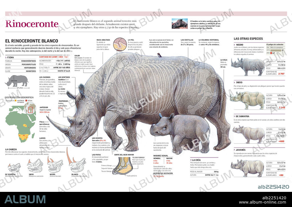Rhinoceros. Infographics of the distribution, anatomy and breeding of white rhinoceros, and other species of rhinoceros.