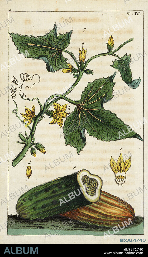 Common cucumber with yellow flowers, fruit, cross-section, Cucumis sativus. Handcolored copperplate engraving of a botanical illustration from Gottlieb Tobias Wilhelm's Unterhaltungen aus der Naturgeschichte (Encyclopedia of Natural History), Vienna, 1816.