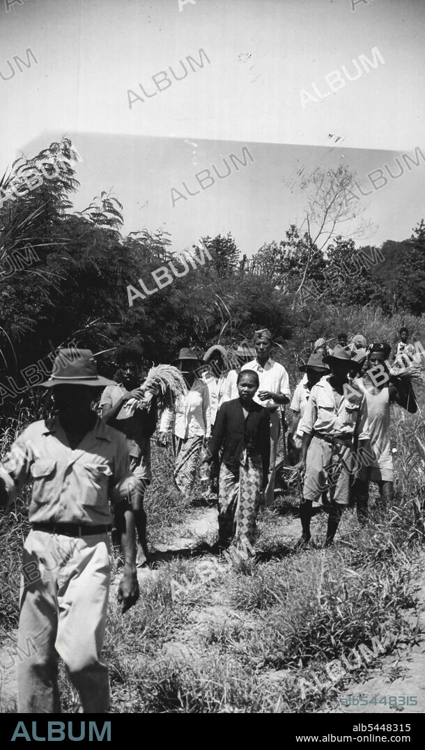 New Life For Evacuees At Seroei. Rice pickers working in the fields at Seroei. At Seroei Japen Island in Netherlands New Guinea evacuee Indonesians work with the Papuans in the rice fields. They train in the hospitals and learn industries and crafts, under the guidance of NICA Netherlands Indies Civil Administration In Seroei, called a "little bit of Java" because of its similarity to that island men and women of the Netherlands East Indies are finding peace, and the training they are receiving will be of immense value in the rehabilitation of the Indies. March 29, 1945. (Photo by Netherlands Indies Government Information Service).