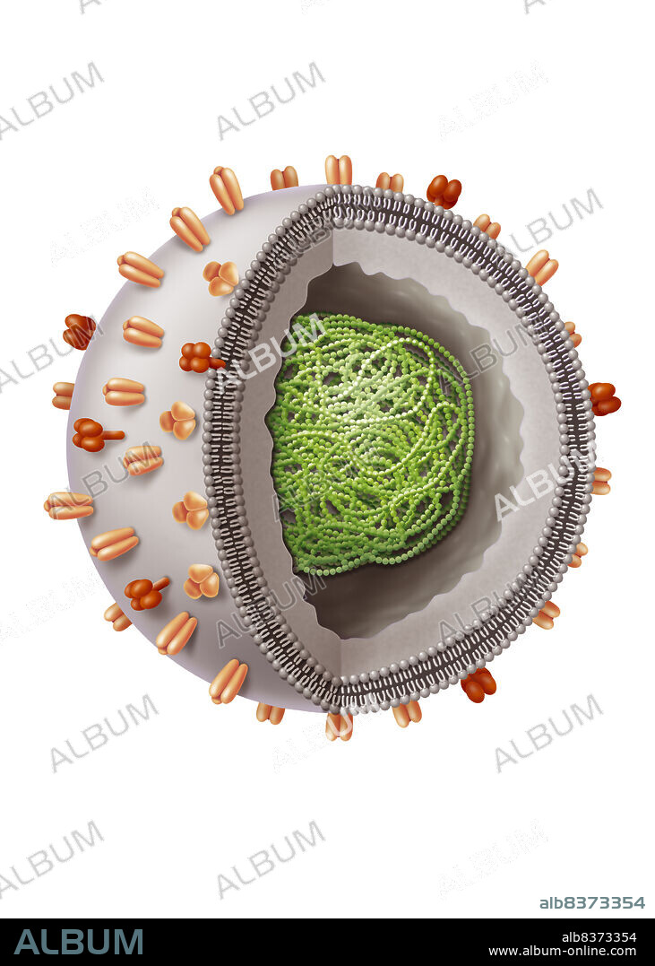 Illustration of the seasonal flu virus. There are 3 types of virus that all have a nearly identical morphology : Type A and B viruses have 2 types of envelope glycoproteins or viral surface proteins (Neuraminidase et hemagglutinin). Type C virus doesn’t have surface Neuraminidase. The lipid bilayer is visible, then the internal part of the envelope made up of M proteins. In the centre, in green, is the ribonucleoprotein (RNP).