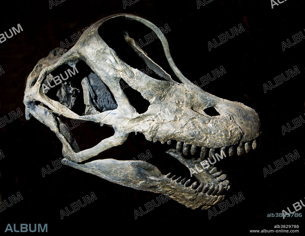 Fossil of Brachiosaurus (Brachiosaurus altithorax) skull. Denver Museum of Nature and Science.