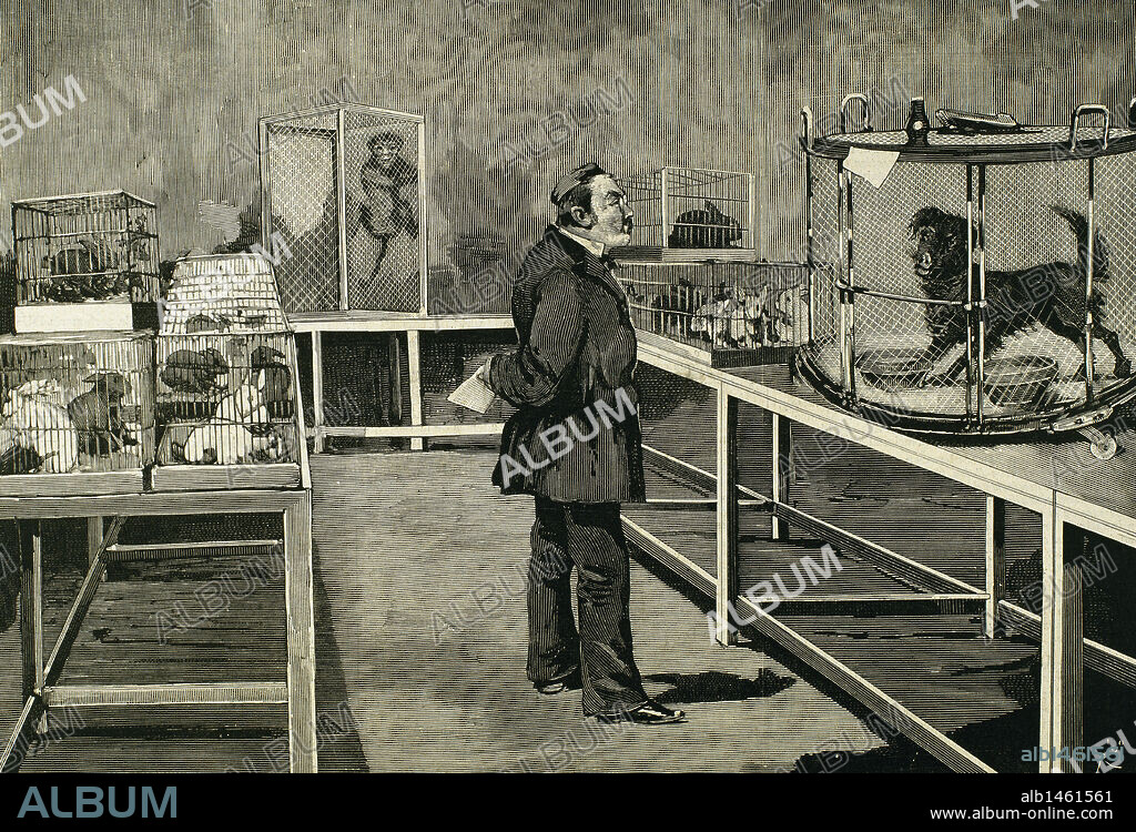 PASTEUR, Louis (Dole,1822-Villeneuve-l'Etang, Marnes-la-Coquete,1895). Biólogo francés, creador de la Microbiología. Fue el primero en descubrir que la fermentación era debida a organismos vivos, microbios. Creador de los métodos asépticos. Experimentos sobre la hidrofobia: EL DOCTOR PASTEUR OBSERVANDO LOS EFECTOS DE LA INOCULACION DEL "VIRUS RABICO", Paris. Grabado por Rico.