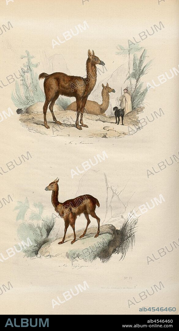The Lama and the Vigogne, Lama and Vikunja, Signed: V. Adam del, E. Giroux sc, Fig. 20, no. 71, after p. 518, Adam, Victor (del.); Giroux, Emile (sc.), 1855, Georges Louis Le Clerc de Buffon, Pierre Flourens: Oeuvres complètes de Buffon avec la nomenclature Linnéenne et la classification de Cuvier. Tome 4. Paris: Garnier frères, [1855].