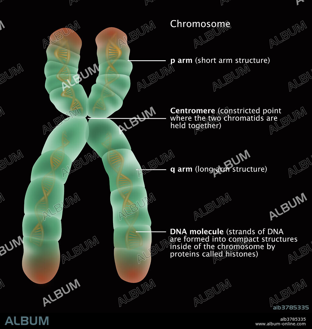 Illustration of the detailed structure of a chromosome. The p arm, centromere, q arm, and DNA molecules are labelled. The p arm is a short arm structure on one side of the chromosome, and the q arm is the long arm structure on the opposite side. The centromere is a constricted point where the two chromatids are held together. DNA molecule, strands of DNA are formed into compact structures inside of the chromosome by proteins called histones.