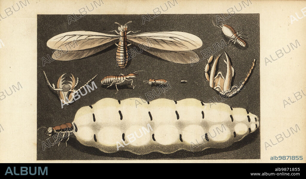 Worker termite, Macrotermes bellicosus of Guinea 1, head of worker 2, soldier 3, head of soldier 4, female, winged state 5, and pregnant queen 6. After Henry Smeathman in Philosophical Transactions of the Royal Society, 1781. Handcoloured stipple copperplate engraving from Frederic Shoberls The World in Miniature: Africa, A description of the manners and customs Moors of the Sahara and of the Negro Nations, R. Ackermann, England, 1821.