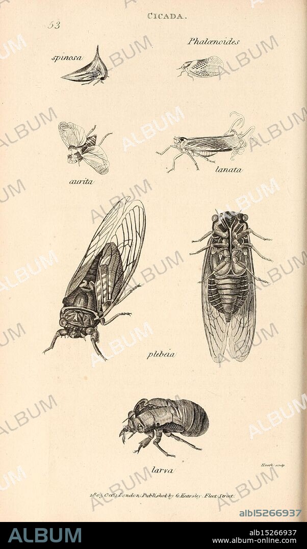General zoology, or Systematic natural history, London, Printed for G. Kearsley, 1800-1826, pictorial works, zoology, insect, A detailed botanical illustration showcasing various species of cicadas. The artwork features labeled diagrams of multiple cicada variations, including ''spinosus, ' ''aurita, ' ''lanata, ' and ''plottai, ' alongside a depiction of the larval stage. Each specimen is meticulously rendered, highlighting the unique anatomical features and textures characteristic of these insects. The composition provides a clear visual reference for entomologists and nature enthusiasts alike, emphasizing the diversity within the cicada family.