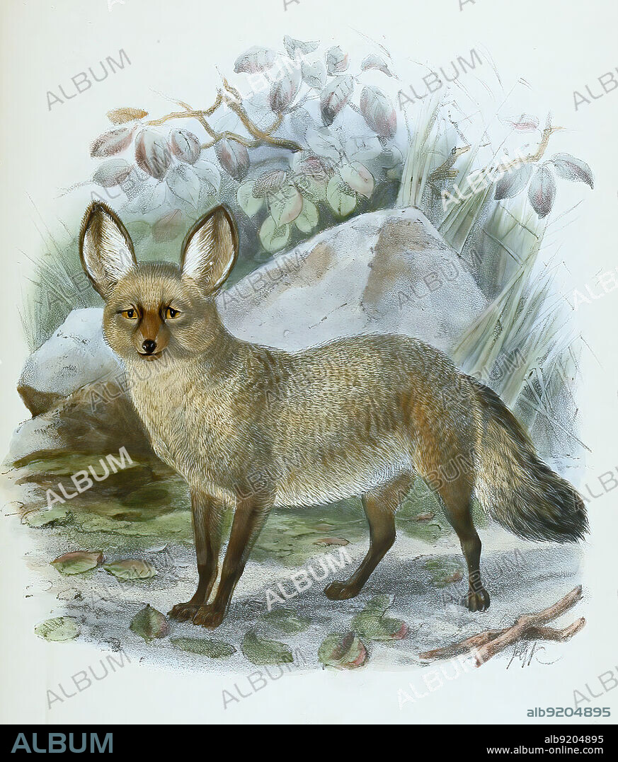 Löffelhund, Otocyon megalotis, auch Löffelfuchs oder Großohrfuchs, Historisch, historical, digital improved reproduction of an original from the 19th century / digital restaurierte Reproduktion einer Originalvorlage aus dem 19. Jahrhundert, genaues Originaldatum nicht bekannt.