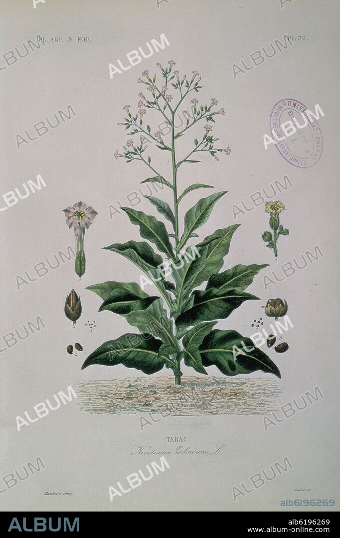 CELESTINO MUTIS. PLANTA Y FLOR DE LA NICOTIANA TABACUM-TABACO.