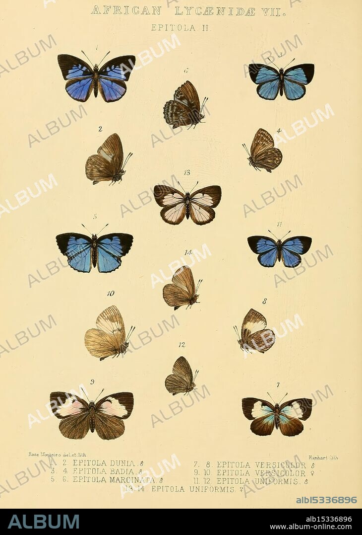 Rhopalocera exotica London Gurney Jackson 1887-1902 butterflies butterfly Rose Monteiro, A collection of beautifully illustrated butterflies, showcasing various species within the African Lycaenidae family, specifically Epitalia. Each specimen is displayed with meticulous attention to detail, highlighting their unique wing patterns and colors. Numbers accompany each butterfly, providing a clear identification system for the viewer. The butterflies range in appearances, with some exhibiting vibrant blue hues, while others feature softer tones and delicate markings. This arrangement reflects the diversity and intricate beauty of these insects, illustrating their significance within the ecosystem and the study of entomology.