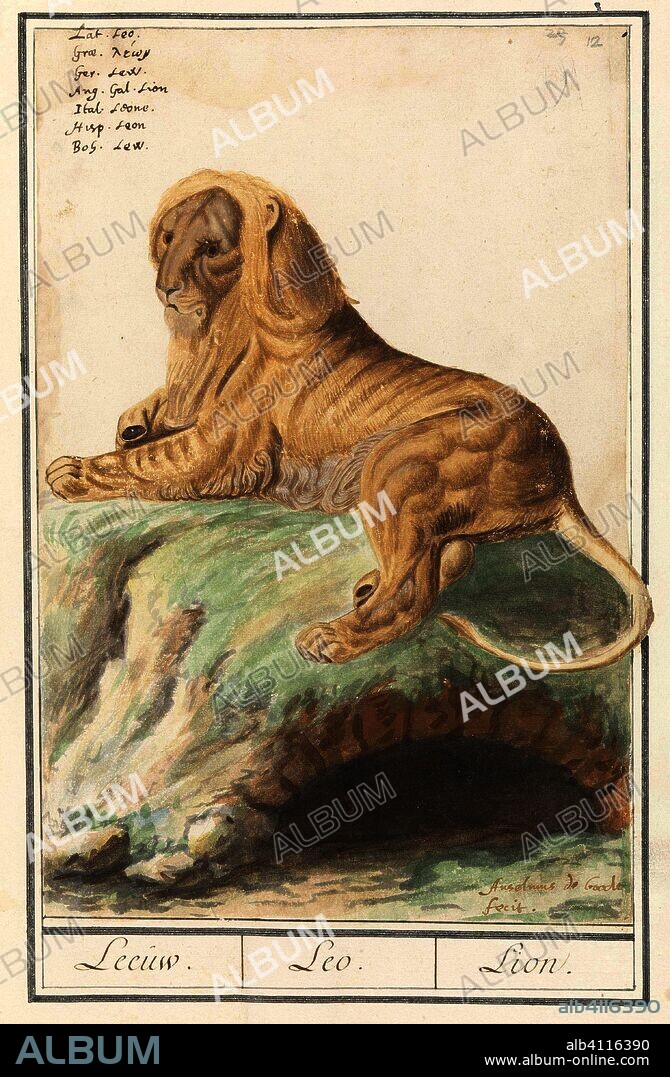 Leeuw (Panthera leo). Leeuw. / Leo. / Lion. (title on object). Draughtsman: Anselmus Boëtius de Boodt (signed by artist). Dating: 1596 - 1610. Place: Praag. Measurements: h 296 mm × w 195 mm.