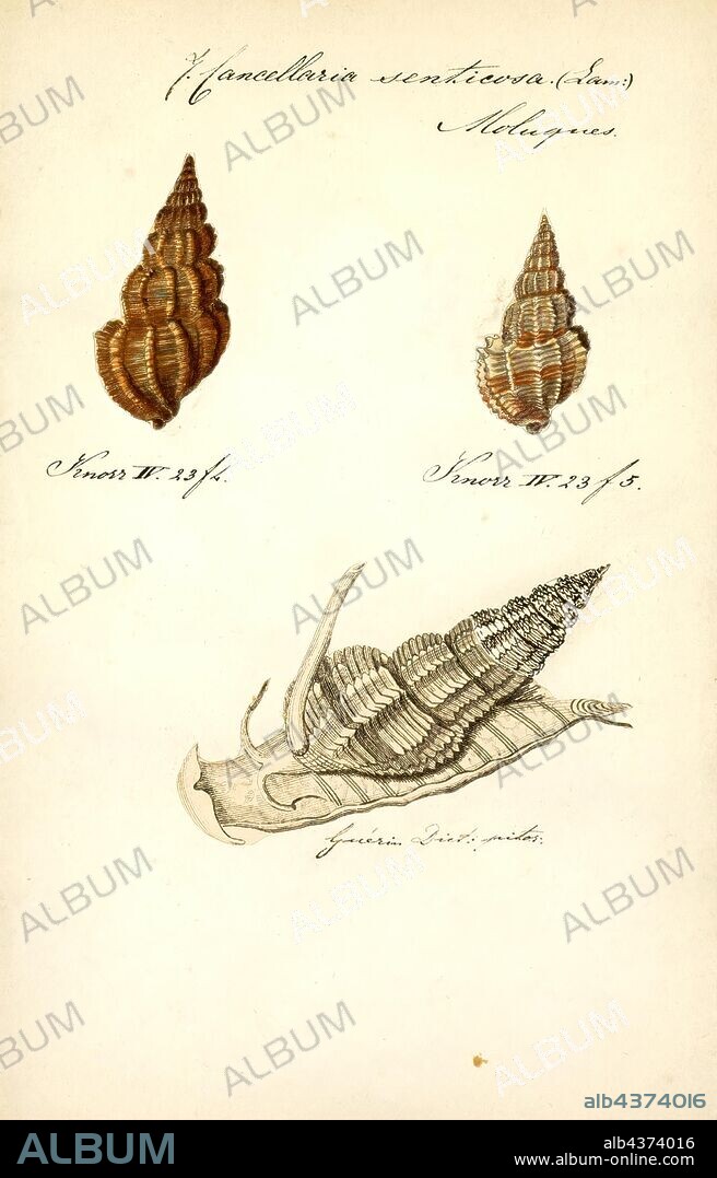 Cancellaria senticosa, Print, Phos senticosus, common name Common Pacific Phos or Thorny Phos, is a species of sea snail, a marine gastropod mollusk in the family Buccinidae, the true whelks.
