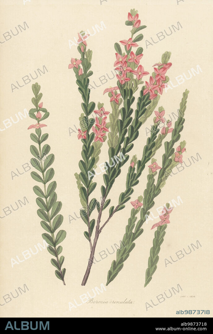 Aniseed boronia or crenulate-leaved boronia, Boronia crenulata. Native to Western Australia, found by Scottish botanist Archibald Menzies at King George's Sound, and described by English botanist James Edward Smith in 1807. Handcoloured engraving from Joseph Paxtons Magazine of Botany, and Register of Flowering Plants, Volume 4, Orr and Smith, London, 1837.