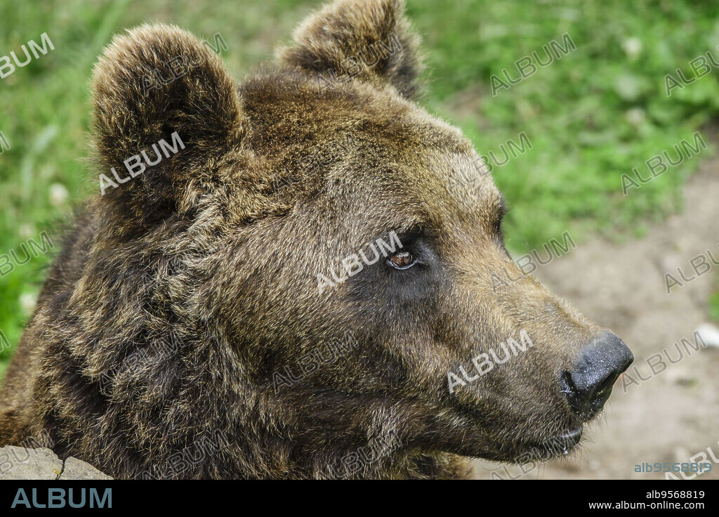 oso pardo europeo (Ursus arctos arctos), Les Angles, pirineos catalanes, comarca de Capcir, Francia.