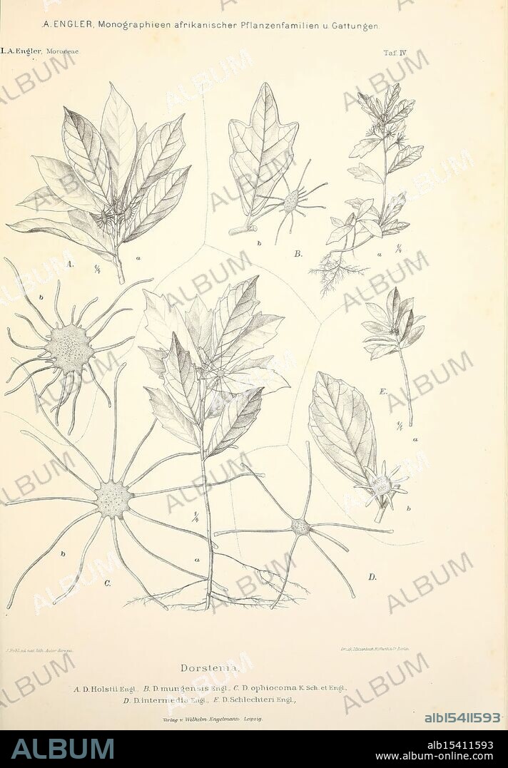 Monographieen, afrikanischer, Pflanzen-Familien, und, -Gattungen, Leipzig, W, Engelmann, 1898-1904, Africa, Botany, This illustration showcases various detailed botanical renderings of the plant genus Dorstenia. It includes labeled diagrams of different species, highlighting distinct features such as leaf shapes, flower structures, and the arrangement of stems. Each labeled section provides a systematic approach to identifying the characteristics specific to Dorstenia, contributing to the understanding of this plant's taxonomy and morphology. The meticulous line work emphasizes the intricate details of the leaves and flowers, making it a valuable resource for botanical studies and enthusiasts.