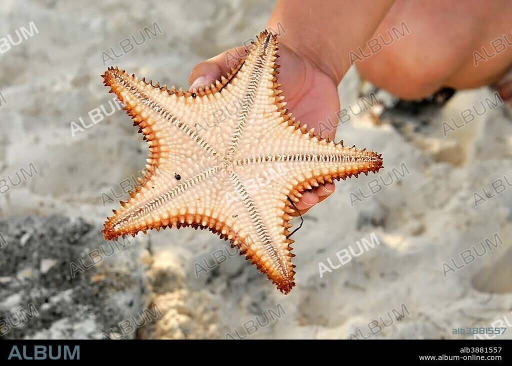 Red cushion sea star (Oreaster reticulatus), bottom view, protected species, Caya Coco Playa Pilar, Cuba, Greater Antilles, Caribbean, Central America, America, Central America.