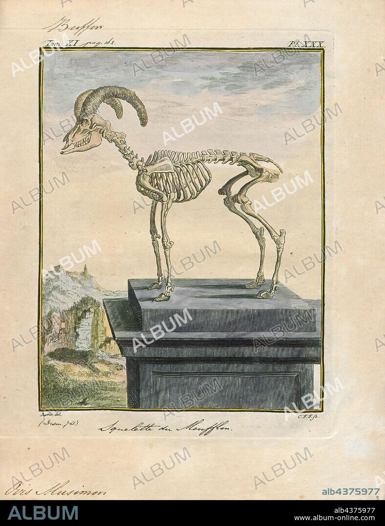 Ovis musimon, Print, The mouflon (Ovis orientalis orientalis group) is a subspecies group of the wild sheep (Ovis orientalis). Populations of O. orientalis can be partitioned into the mouflons (orientalis group) and the urials (vignei group). The mouflon is thought to be the ancestor for all modern domestic sheep breeds., skeleton.