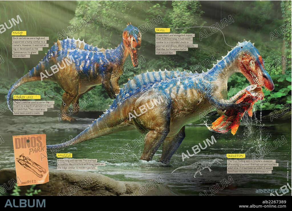Cómo era el Suchomimus. Infografía donde se describen algunas de las características anatómicas del Suchomimus, dinosaurio piscívoro que vivió en el Cretácico.