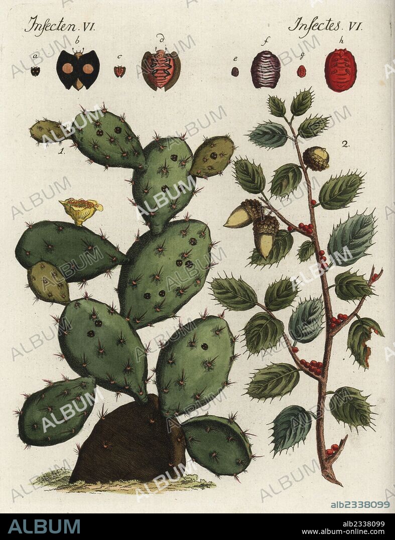 Cochineal cactus or Indian fig opuntia, Opuntia ficus-indica, with cochineal beetle, Dactylopius coccus. Kermes beetle, Kermes vermilio, with Kermes oak, Quercus coccifera. Handcoloured copperplate engraving from Friedrich Johann Bertuch's Bilderbuch fur Kinder (Picture Book for Children), Weimar, 1795.
