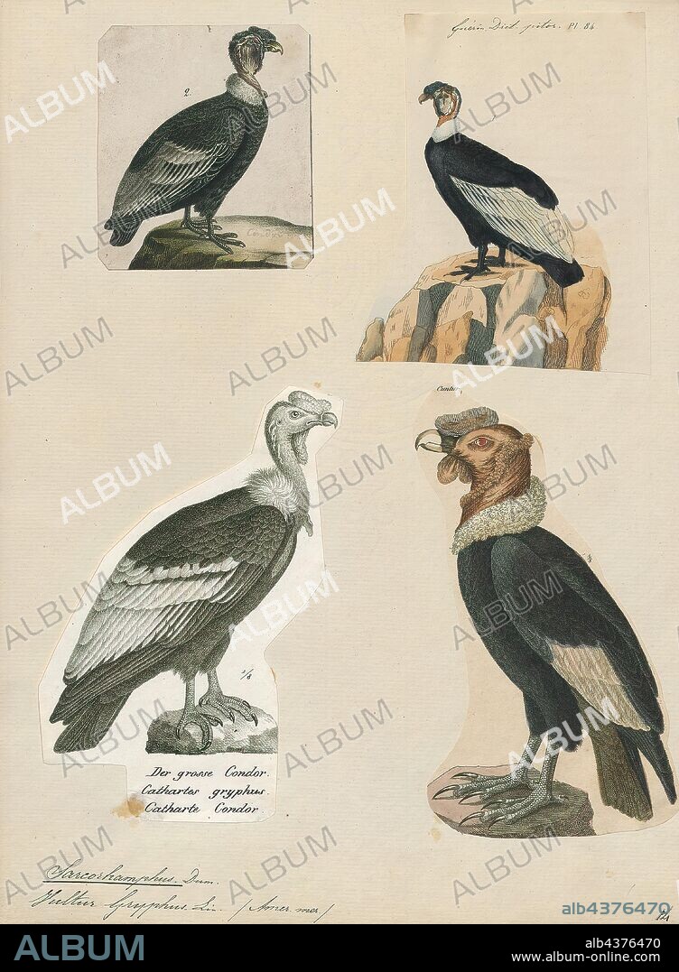 Sarcoramphus gryphus, Print, The Andean condor (Vultur gryphus) is a South American bird in the New World vulture family Cathartidae and is the only member of the genus Vultur. Found in the Andes mountains and adjacent Pacific coasts of western South America, the Andean condor is the largest flying bird in the world by combined measurement of weight and wingspan. It has a maximum wingspan of 3.3 m (10 ft 10 in) exceeded only by the wingspans of four seabirds and water birds—the roughly 3.5 m (11 ft 6 in) maximum of the wandering albatross, southern royal albatross, great white pelican and Dalmatian pelican., 1700-1880.