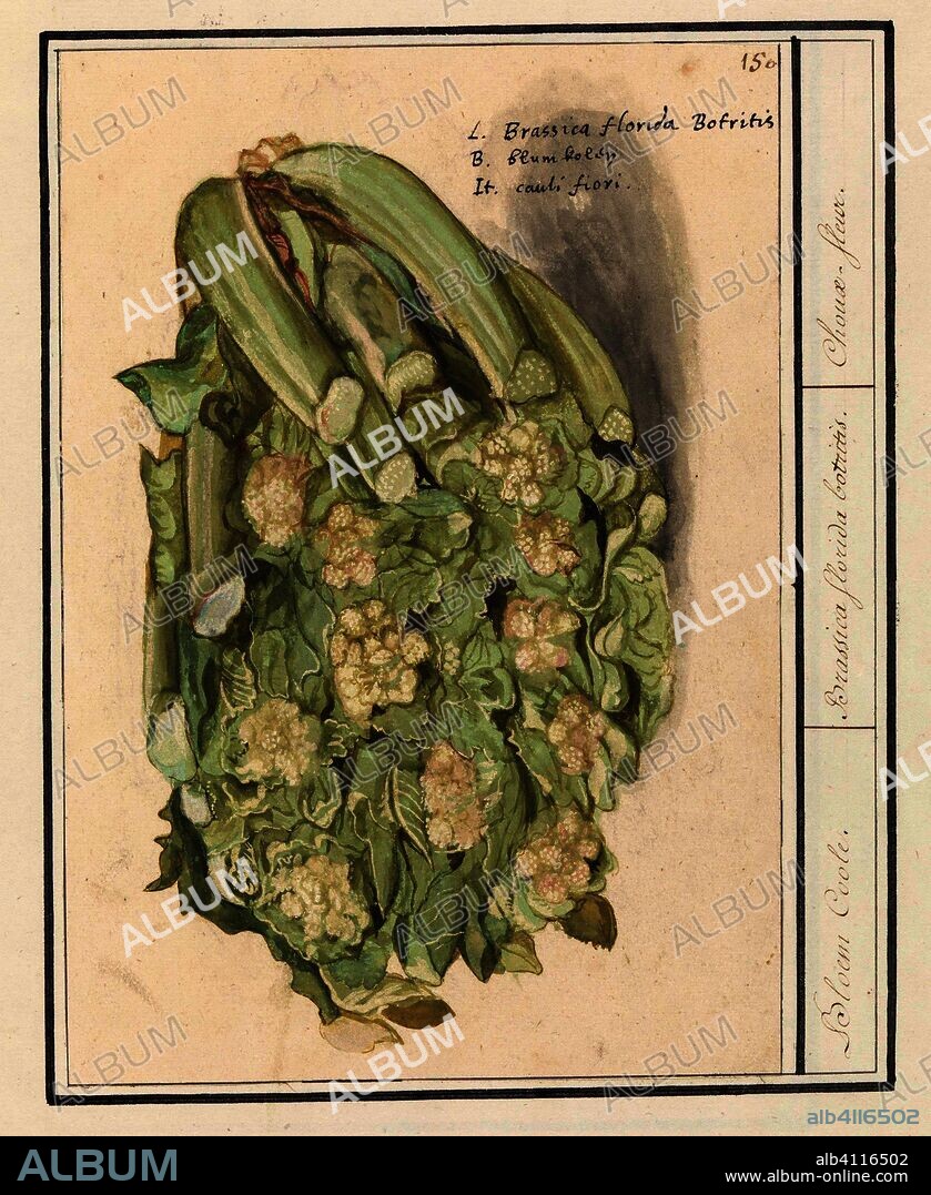 ANSELMUS BOËTIUS DE BOODT. Bloemkool (Brassica oleracea convar. botrytis var. botrytis). Bloem Coole. / Brassica florida botritis. / Choux-fleur (title on object). Draughtsman: Anselmus Boëtius de Boodt. Draughtsman: Elias Verhulst. Dating: 1596 - 1610. Place: Praag. Measurements: h 164 mm × w 237 mm.